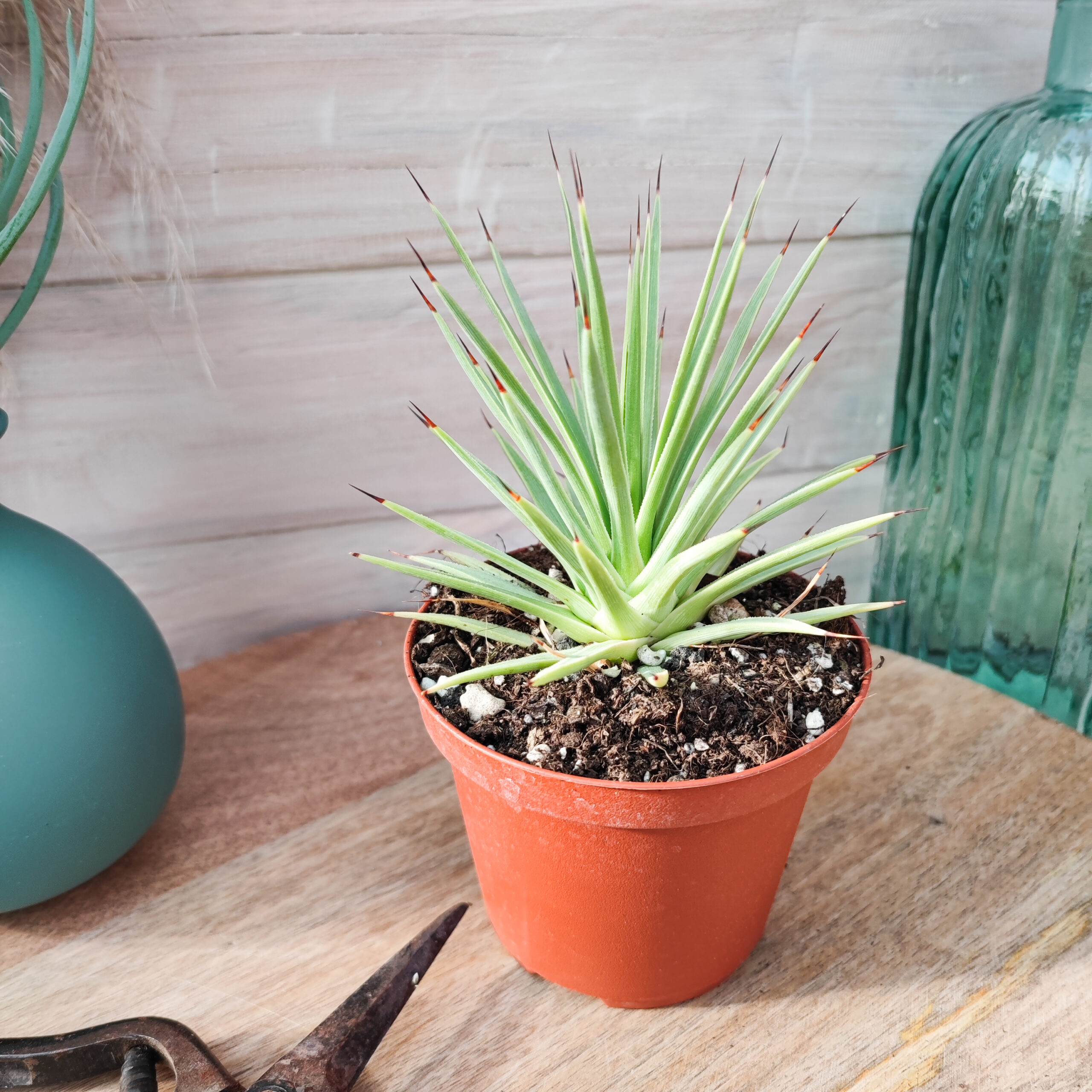 Agave stricta forme nana – Image 2