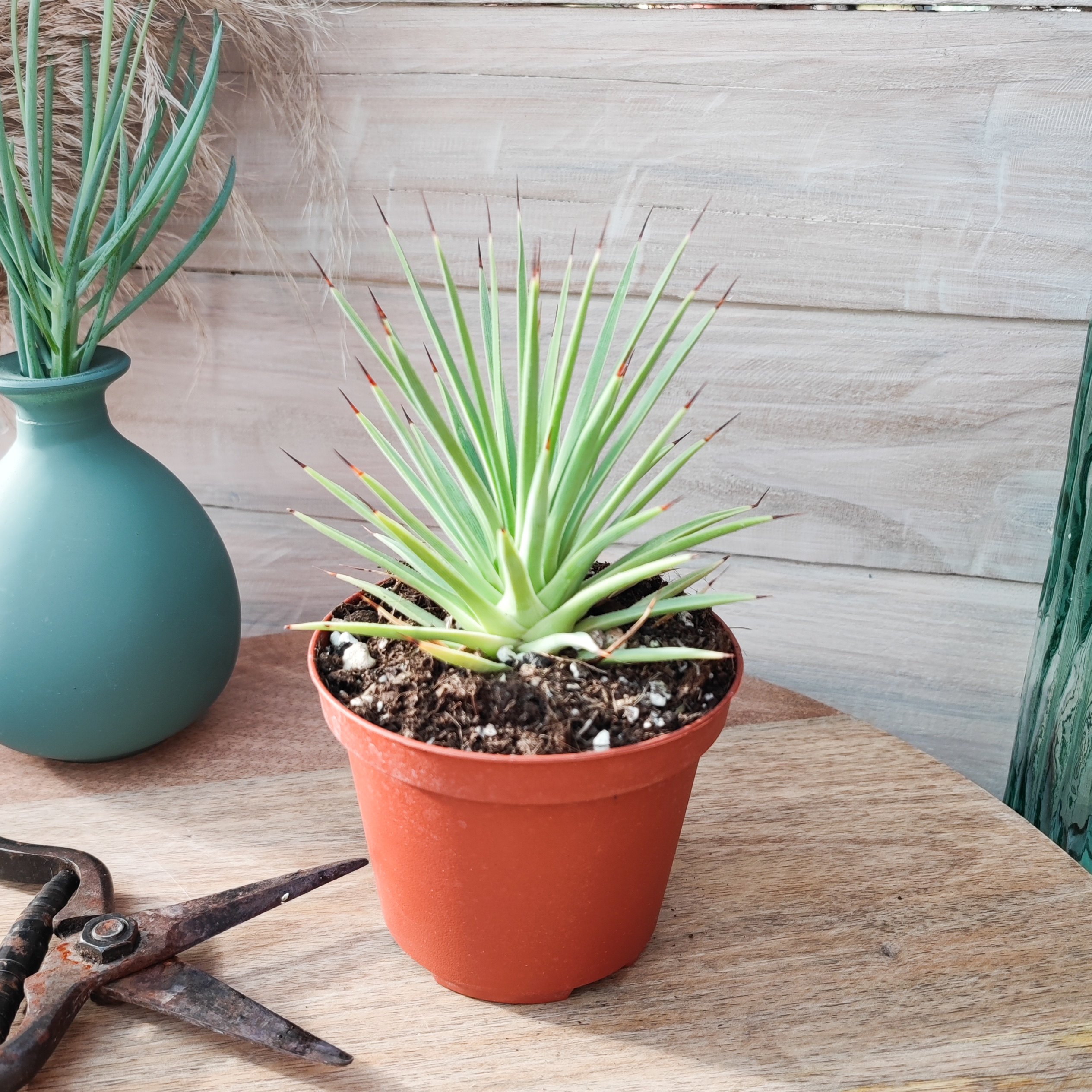 Agave stricta forme nana – Image 3