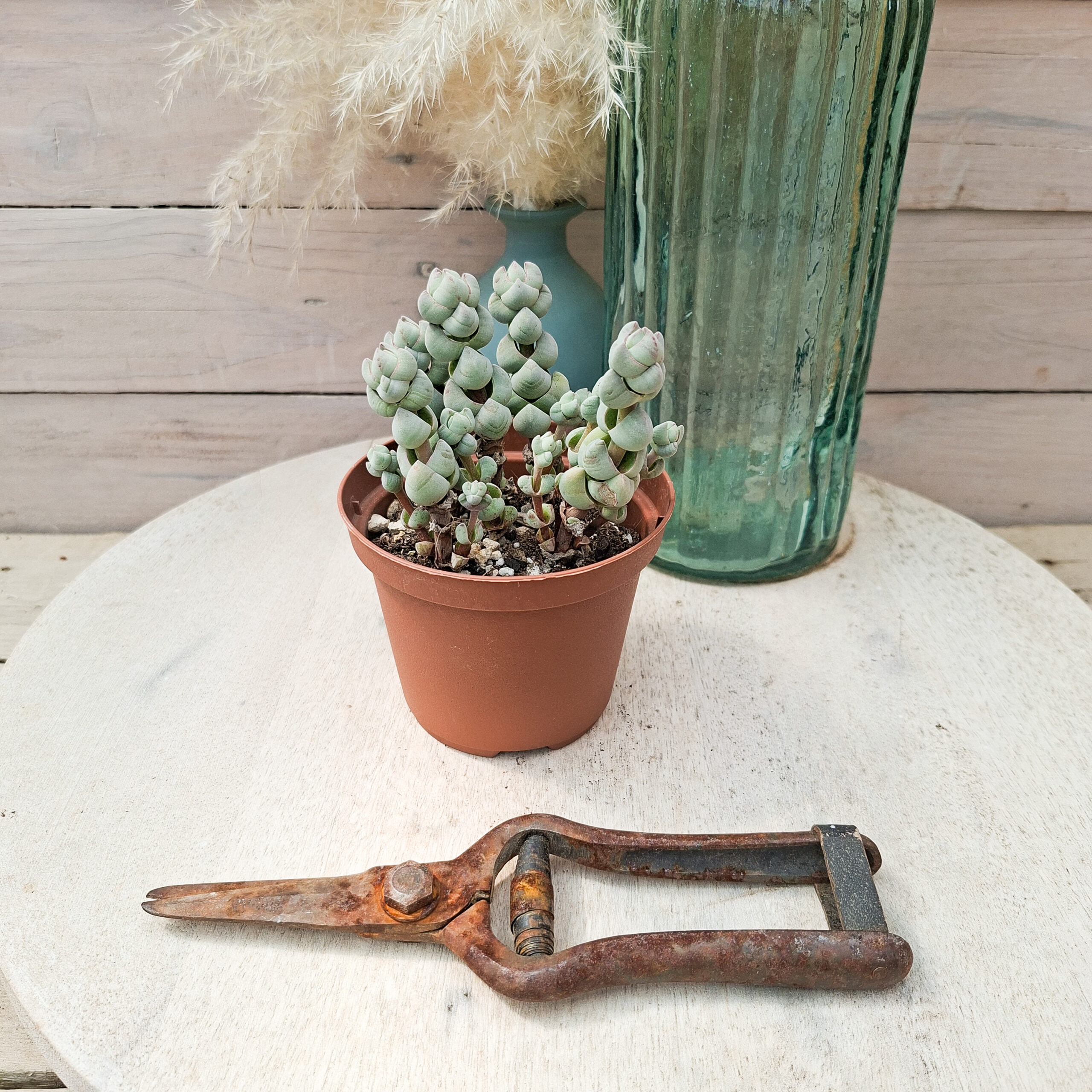 Crassula plegmatoides – Image 2
