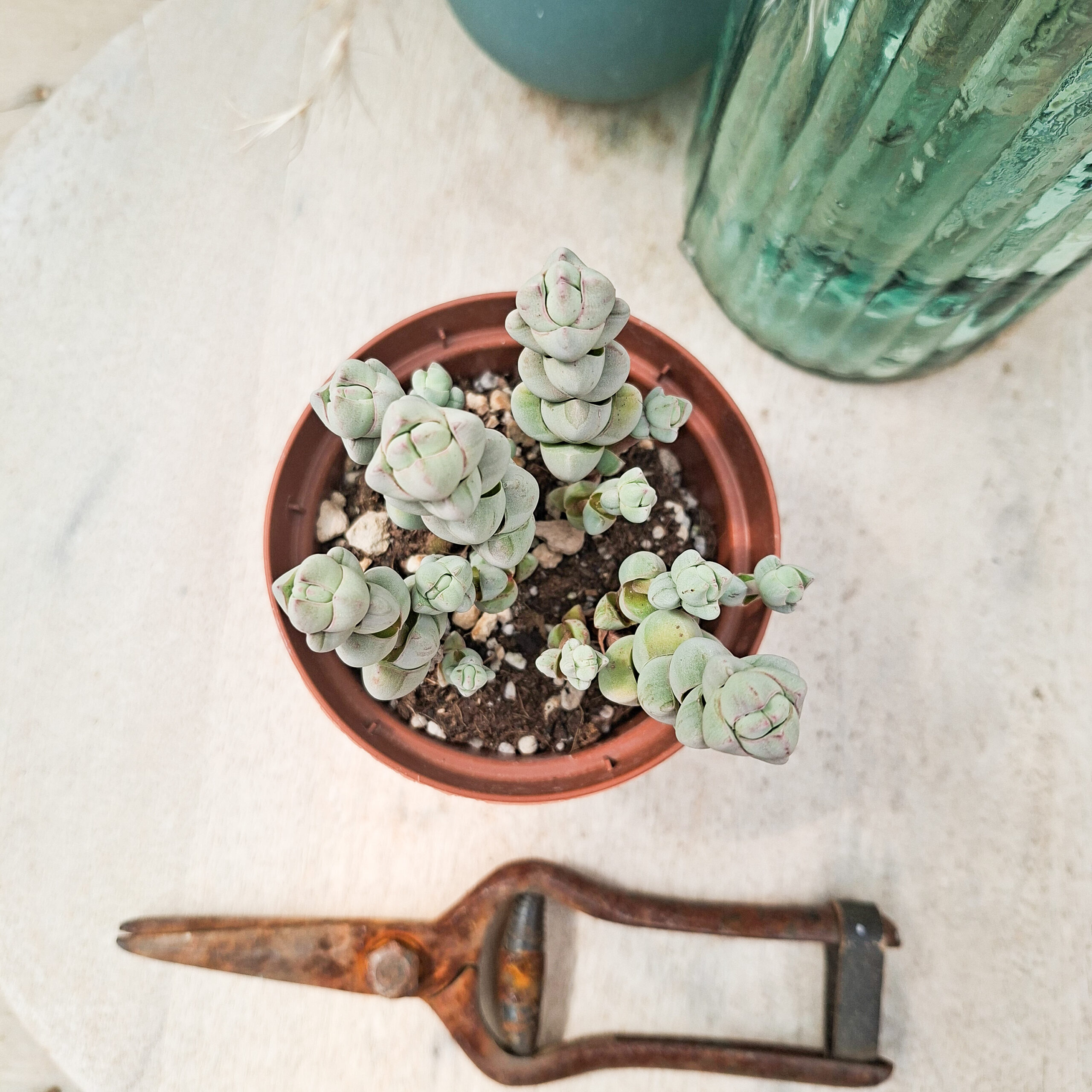 Crassula plegmatoides – Image 3