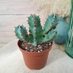 Euphorbe resinifera