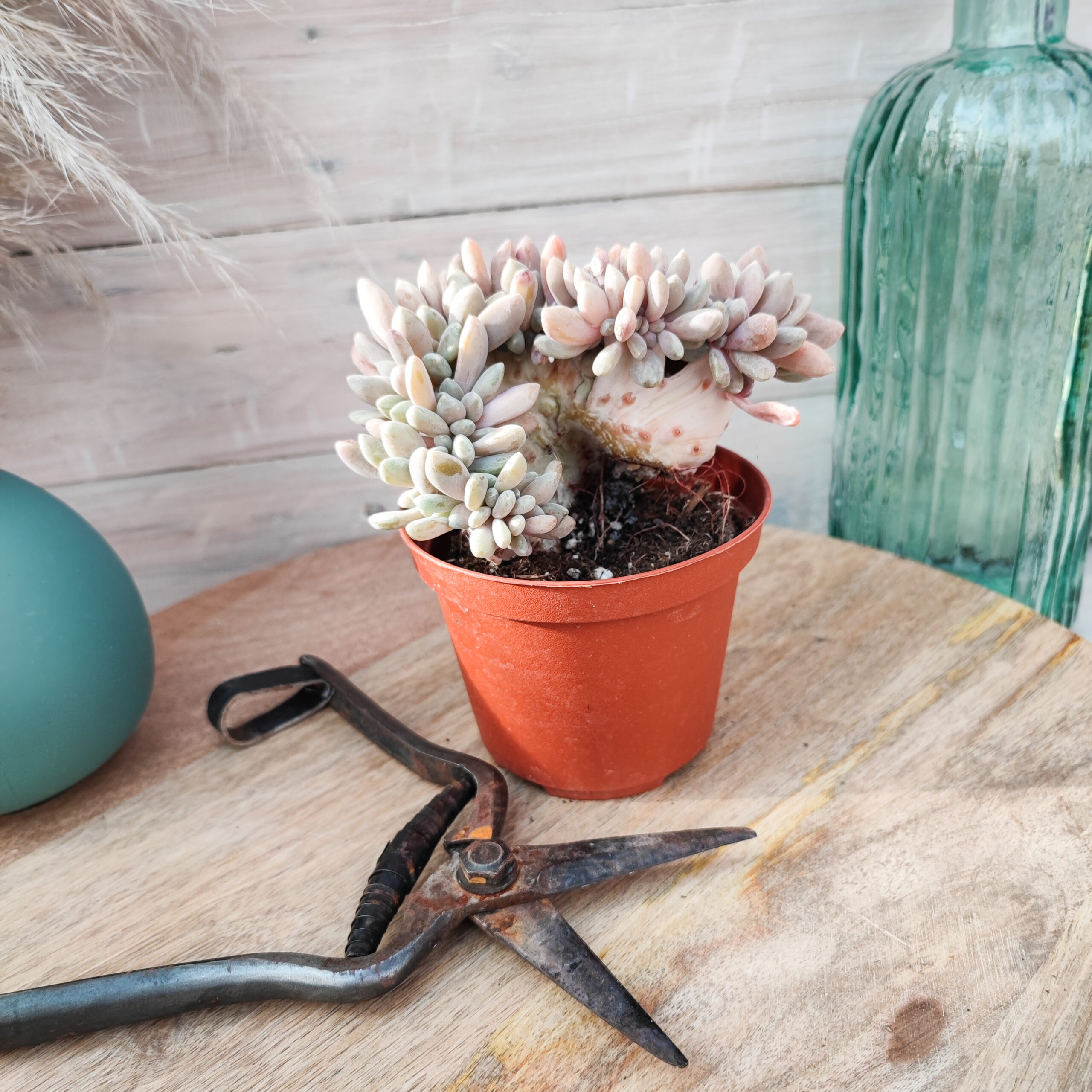 Pachyveria 'Clavata' cristata