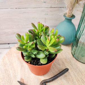 Crassula ovata &lsquo;Gollum&rsquo;