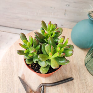 Crassula ovata &lsquo;Gollum&rsquo;