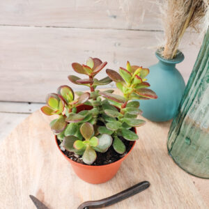 Crassula ovata &lsquo;Minima&rsquo;