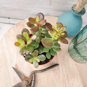 Crassula ovata &lsquo;Minima&rsquo;