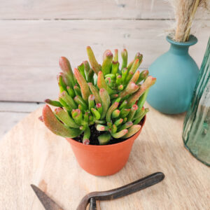 Crassula ovata &lsquo;Lady fingers&rsquo;