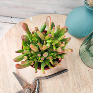 Crassula ovata &lsquo;Lady fingers&rsquo;
