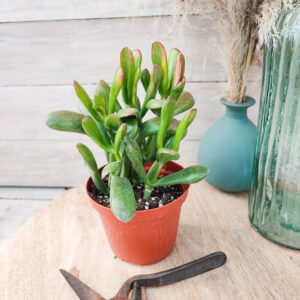 Crassula ovata &lsquo;Red Horn Tree&rsquo;