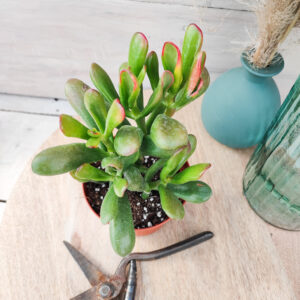 Crassula ovata &lsquo;Red Horn Tree&rsquo;