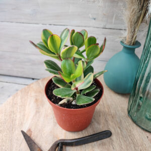Crassula ovata &lsquo;Lemon & Lime&rsquo;