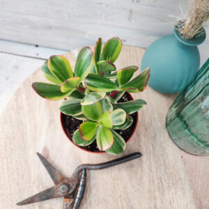 Crassula ovata &lsquo;Lemon & Lime&rsquo;
