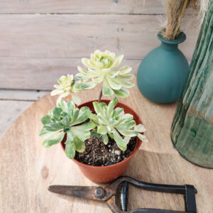 Aeonium &lsquo;Suncup&rsquo;