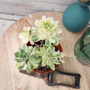 Aeonium &lsquo;Suncup&rsquo;
