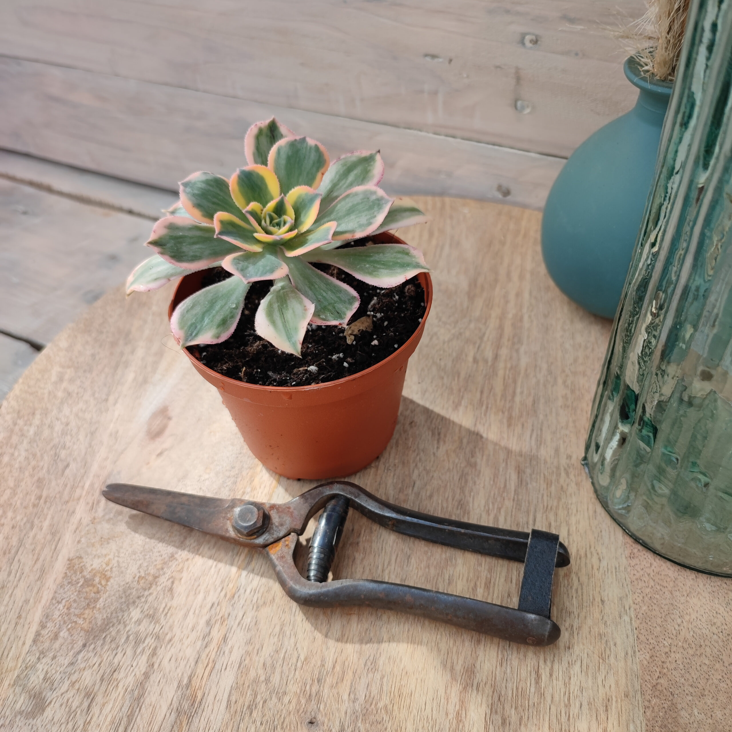 Aeonium 'Sunburst' – Image 3