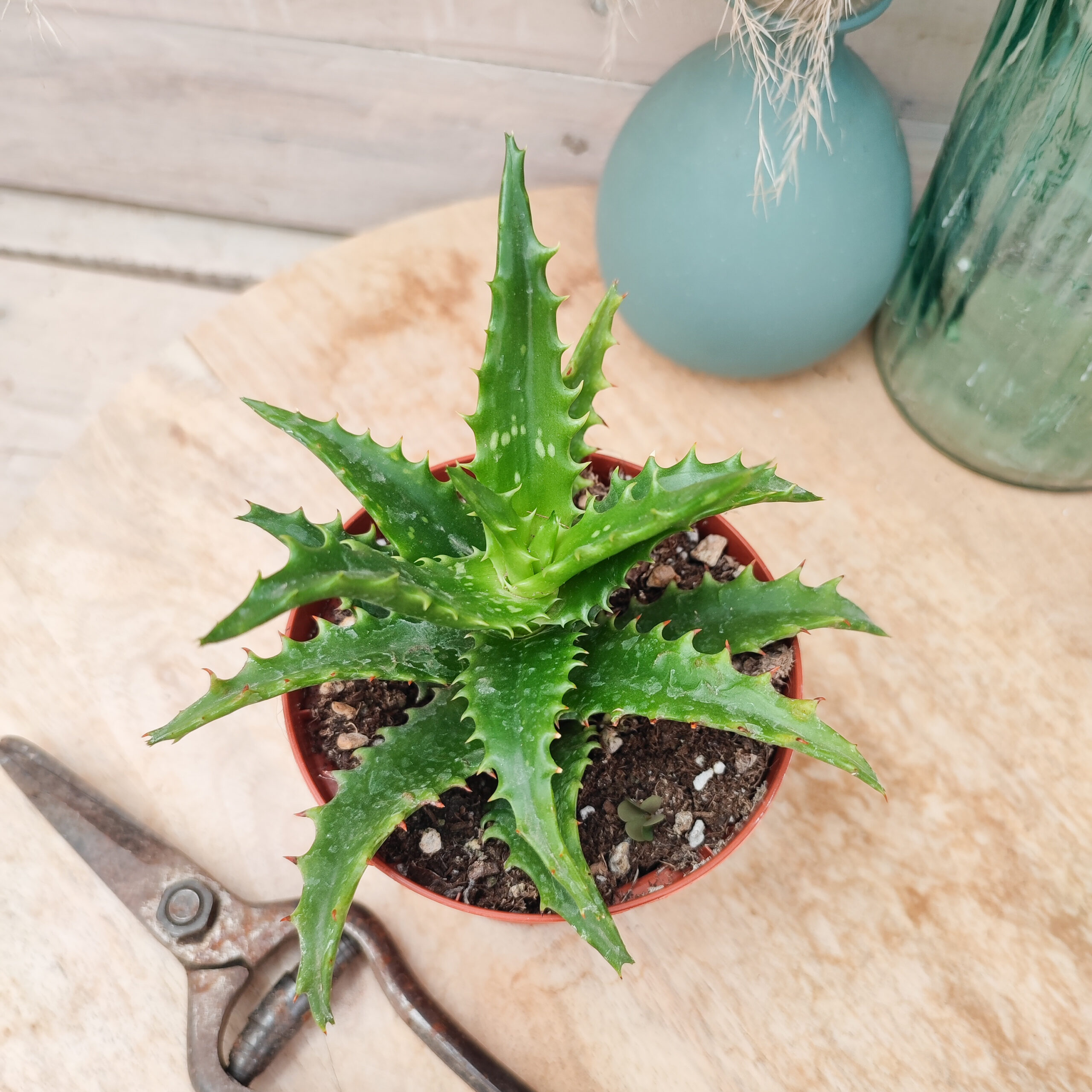Aloe congolensis – Image 2