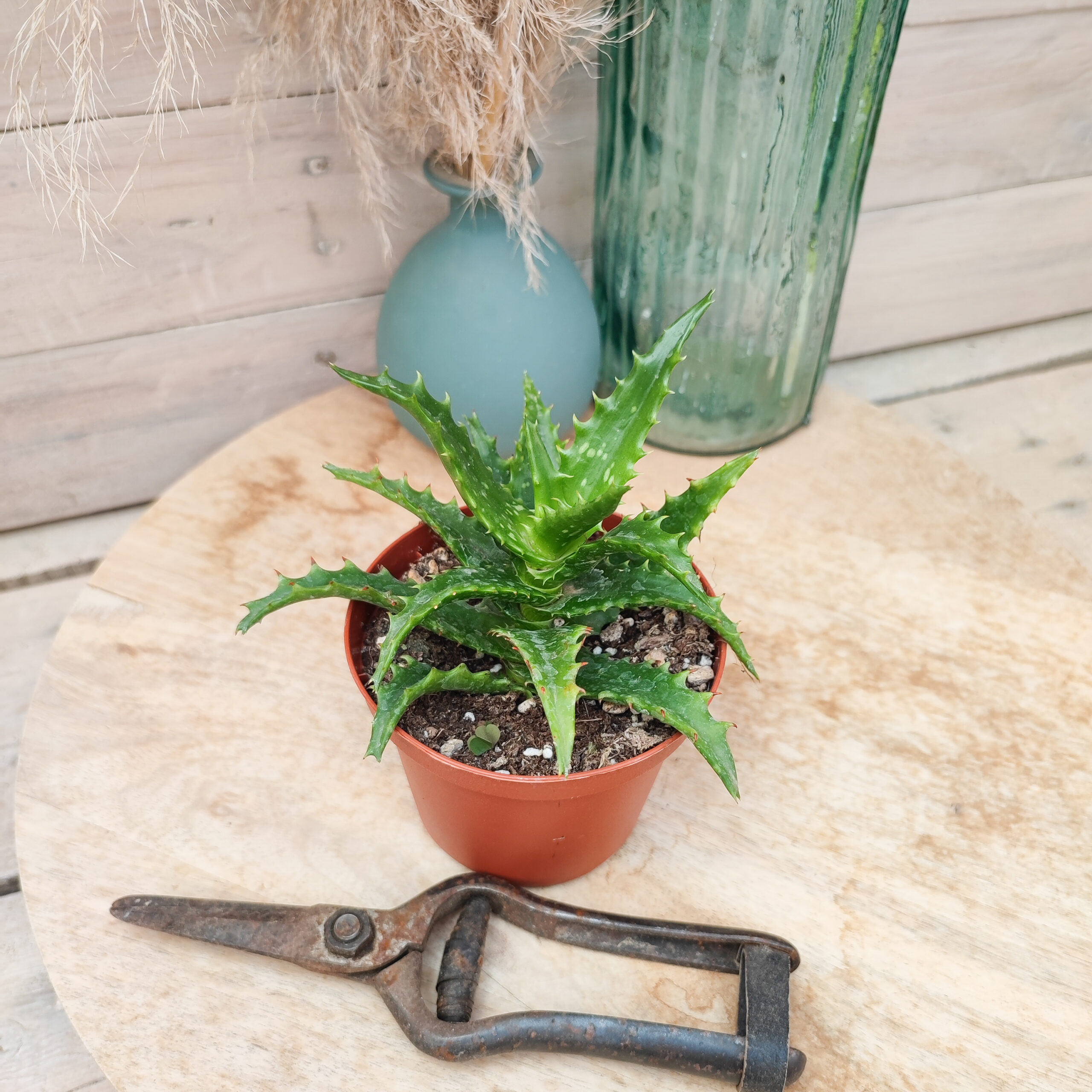 Aloe congolensis – Image 3