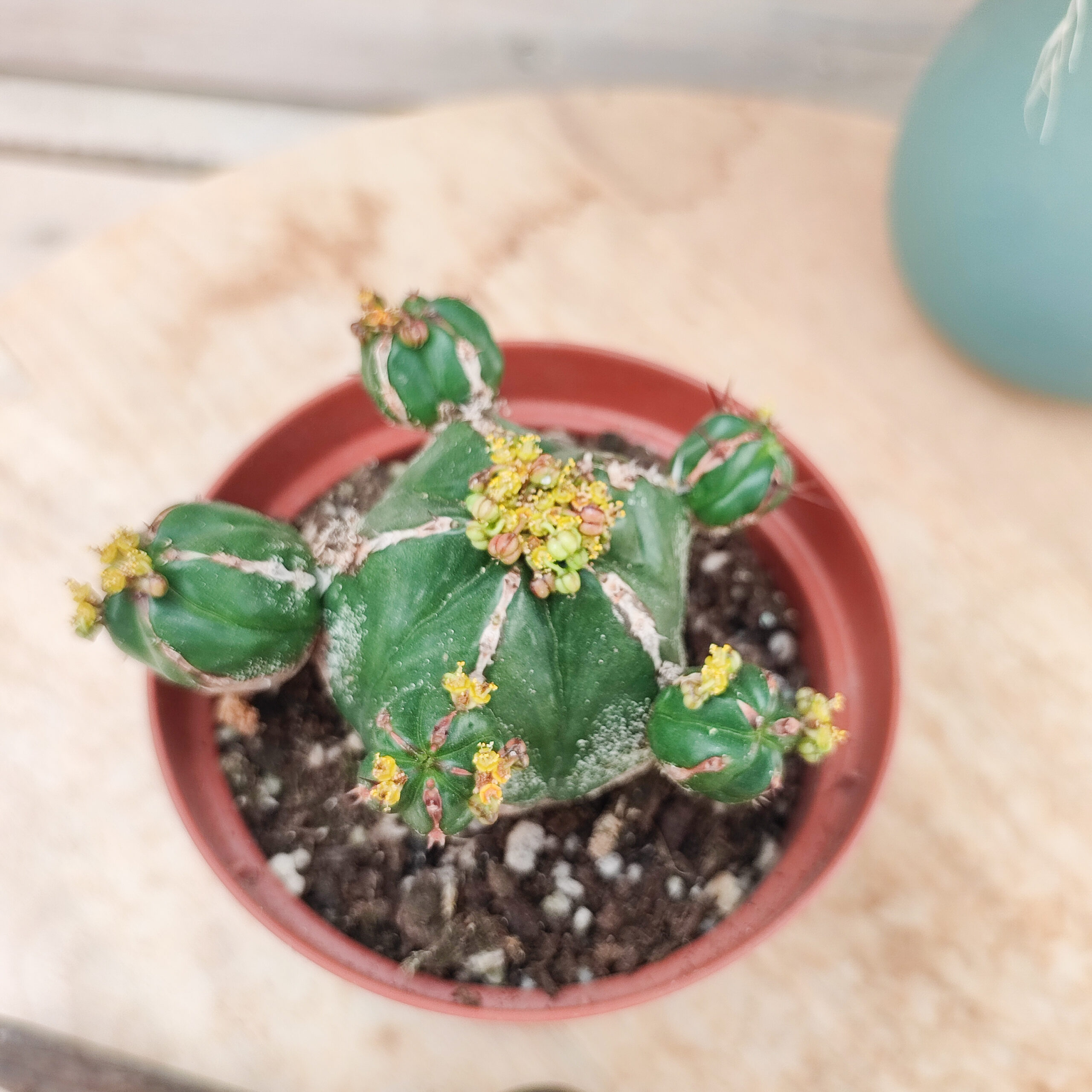 Euphorbe handiensis