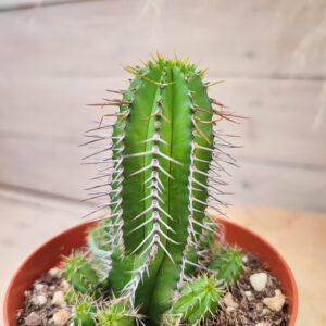 Euphorbe fruticosa