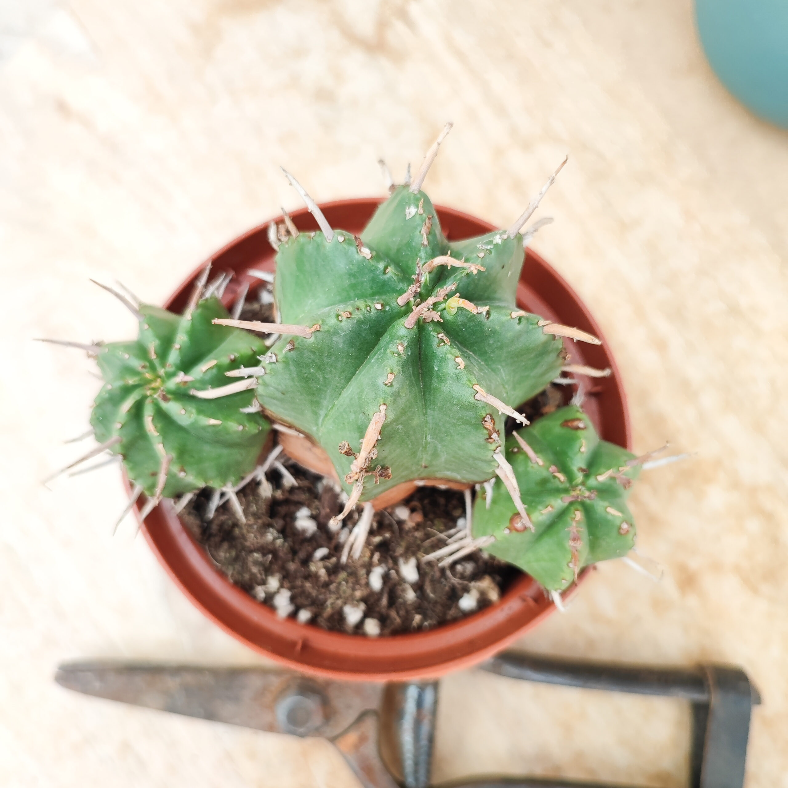 Euphorbe meloformis var. caespitosa – Image 2