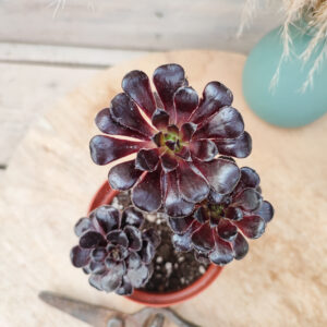 Aeonium arboreum &lsquo;Schwarzkopf&rsquo;