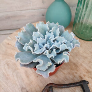 Echeveria ‘Crispate Beauty’