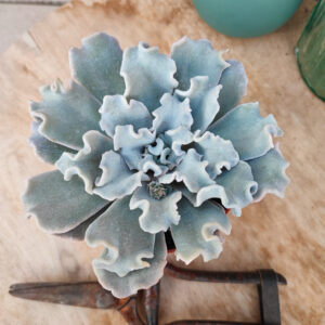 Echeveria ‘Crispate Beauty’