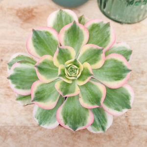 Aeonium &lsquo;Sunburst&rsquo;