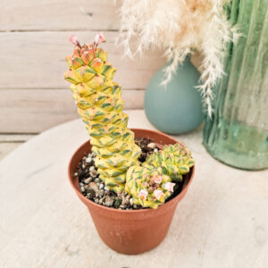 Monadenium ritchiei variegata