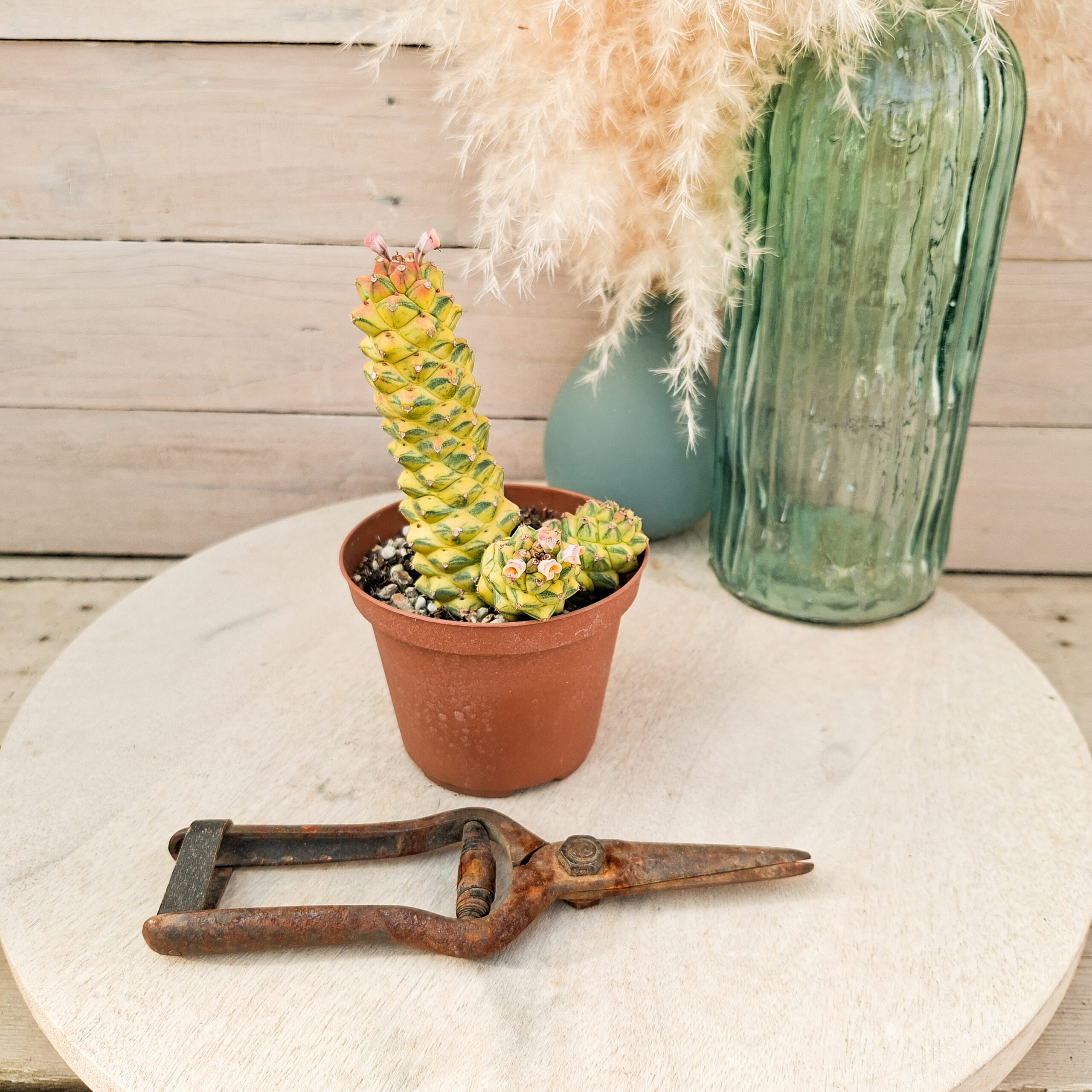Monadenium ritchiei variegata – Image 2
