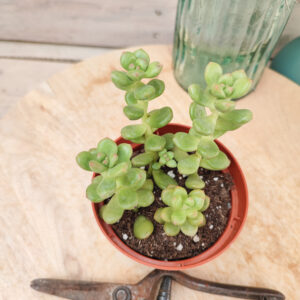 Sedum lucidum ‘Obesum’