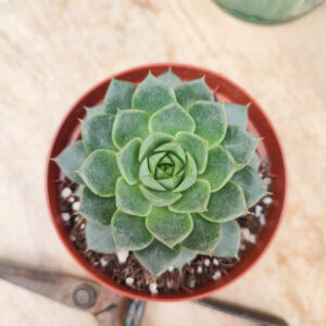 Echeveria ‘Fabiola’