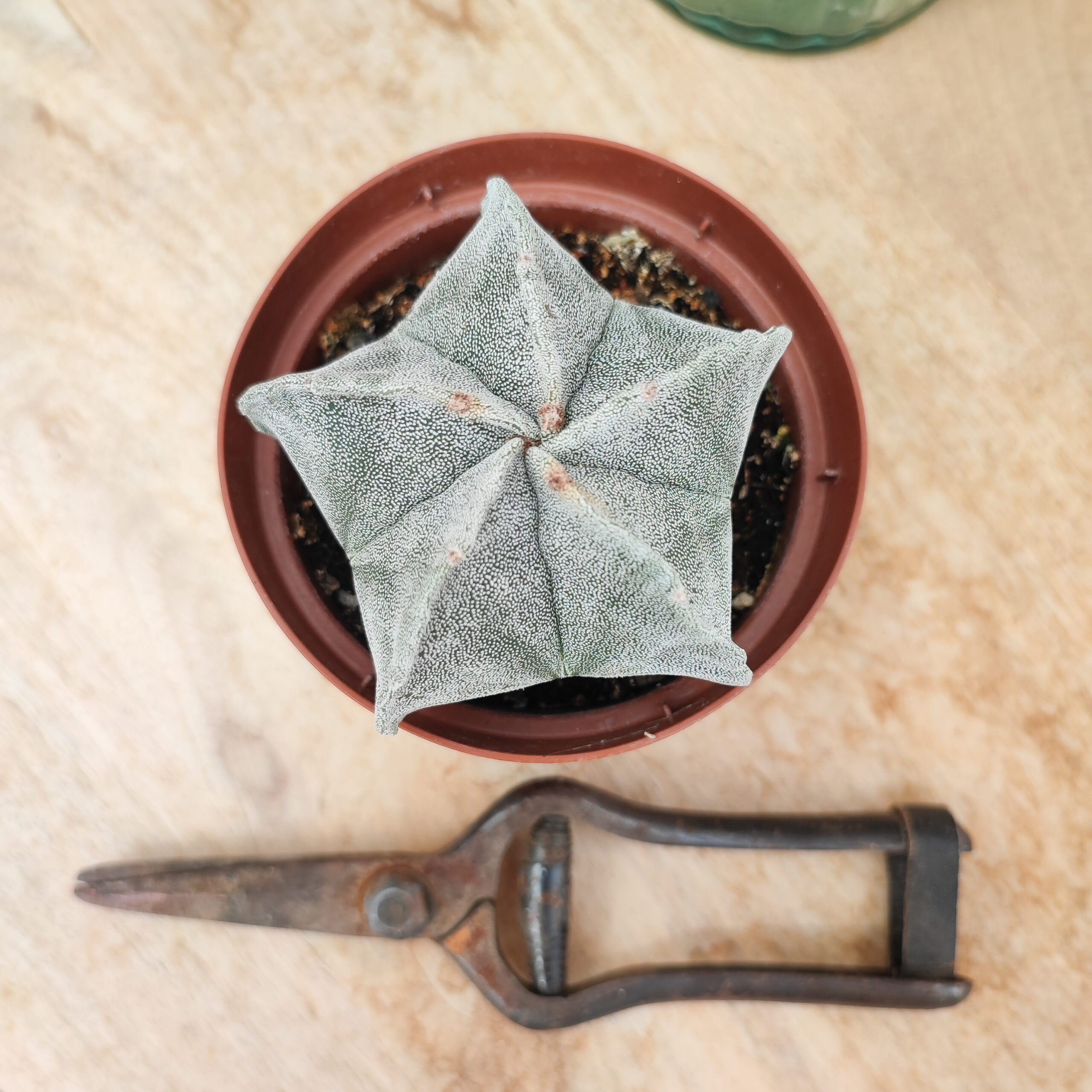 Astrophytum myriostigma – Image 3