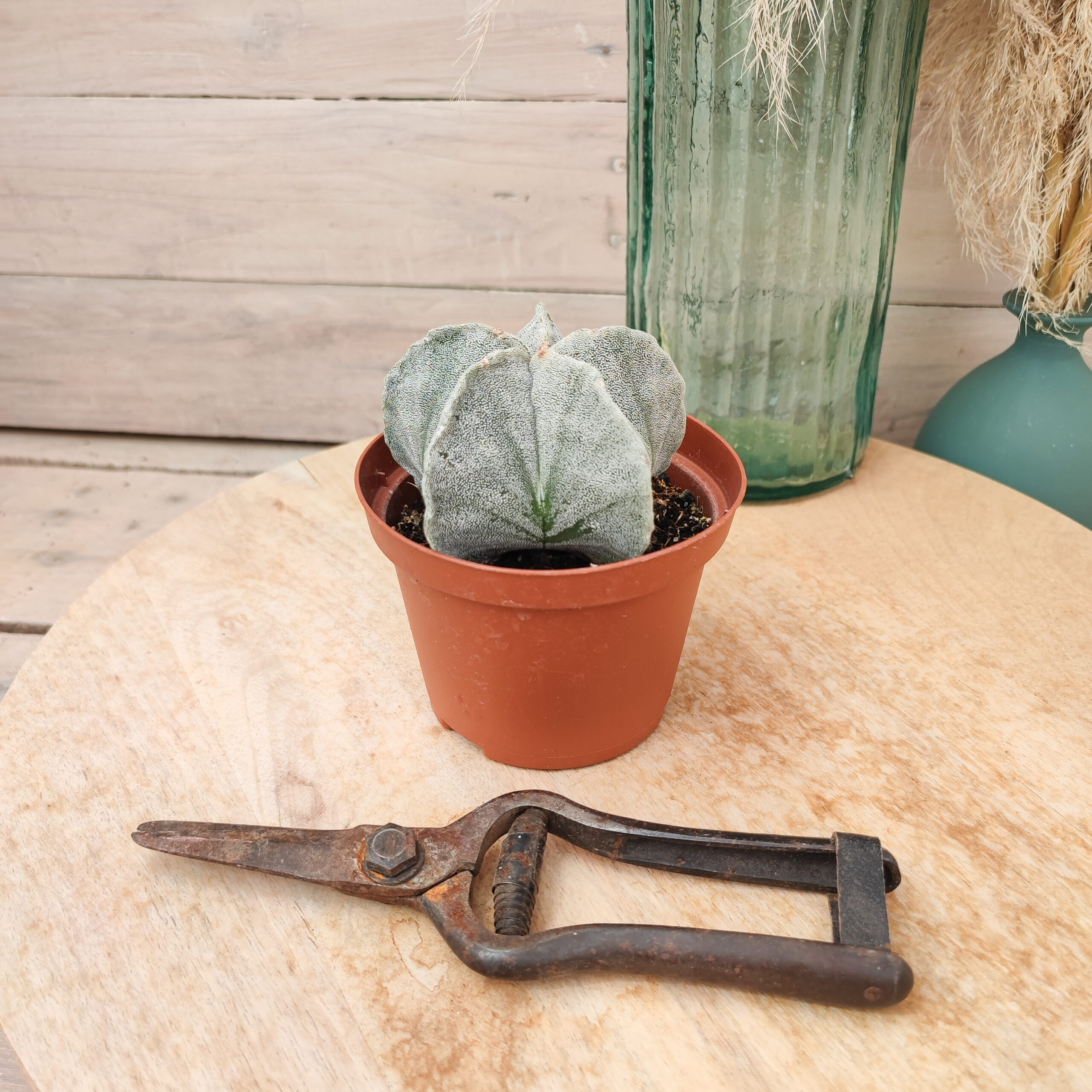 Astrophytum myriostigma – Image 2