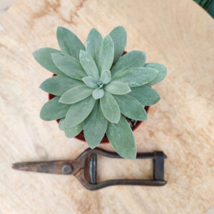 Senecio galpini (=Curio galpini)