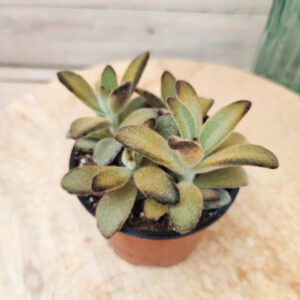 Kalanchoe tomentosa ‘Cinnamon’
