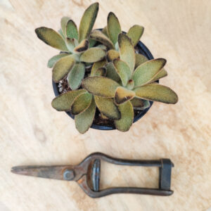 Kalanchoe tomentosa ‘Cinnamon’