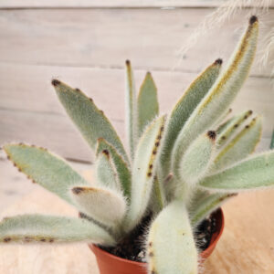Kalanchoe tomentosa ‘Super Fuzzy’