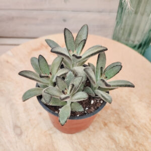 Kalanchoe tomentosa cv ‘Nigra’