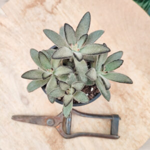 Kalanchoe tomentosa cv ‘Nigra’