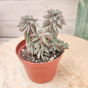 Peperomia wolfgang-krahnii