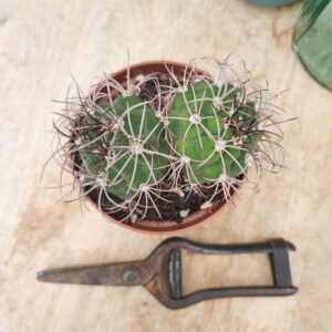 Gymnocalycium pflanzii