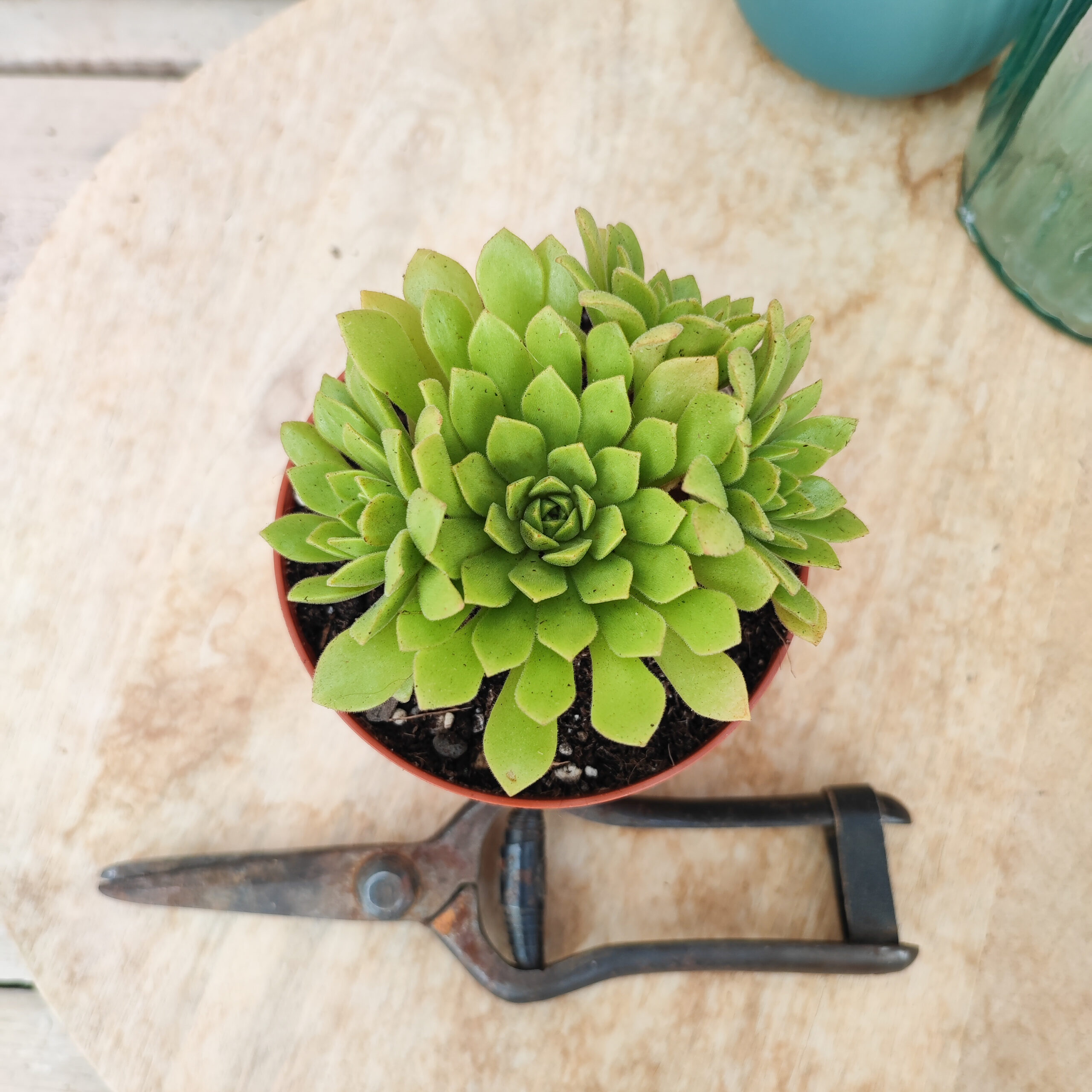 Aeonium 'Cupcake' – Image 2