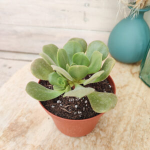Aeonium &lsquo;Lily Pad&rsquo;