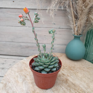 Echeveria ‘Fabiola’