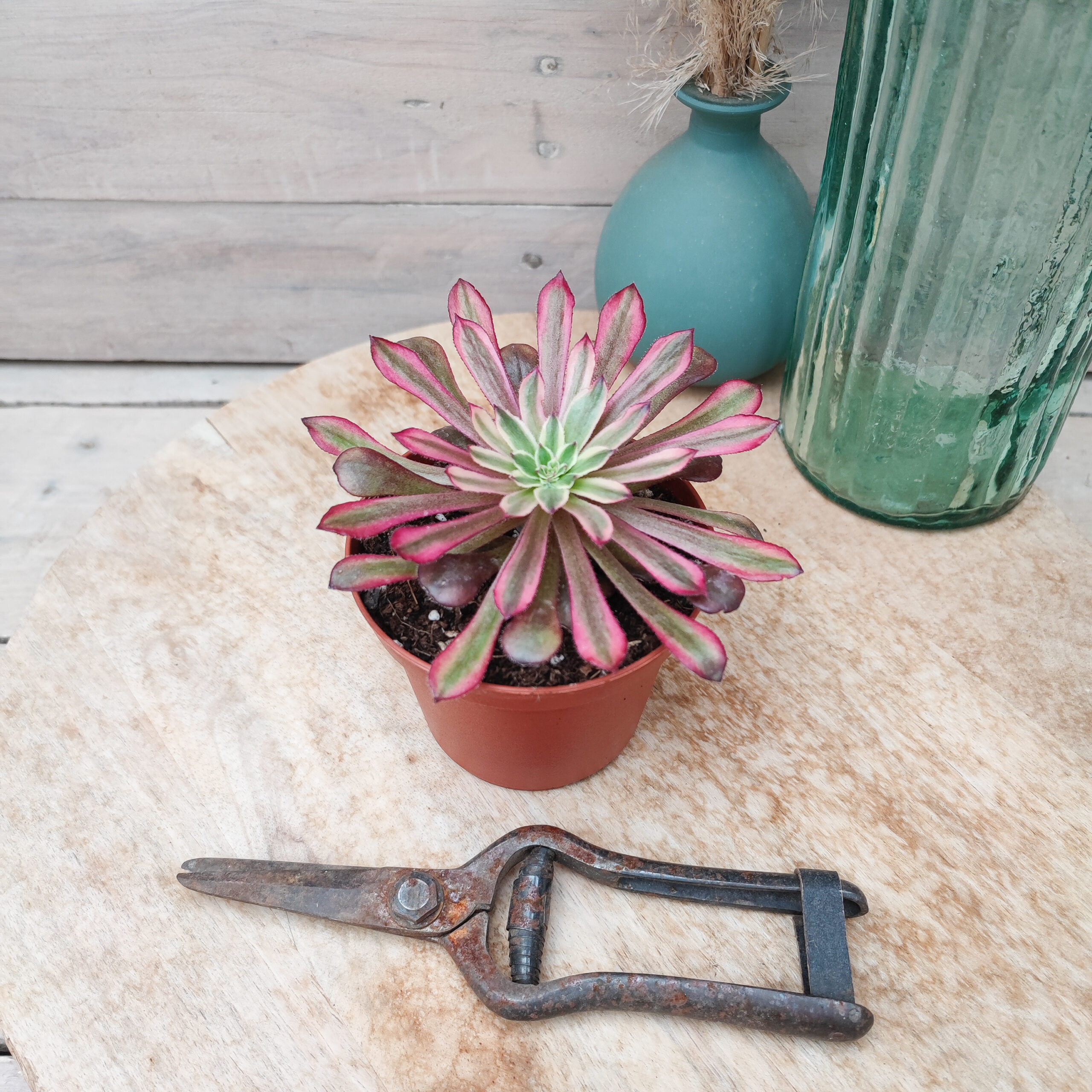 Aeonium 'Mardi gras' – Image 3
