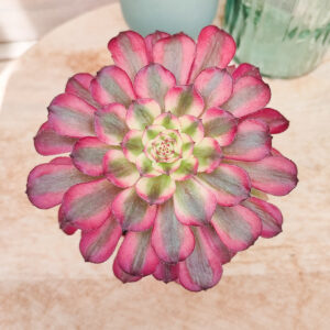 Aeonium &lsquo;Mardi gras&rsquo;