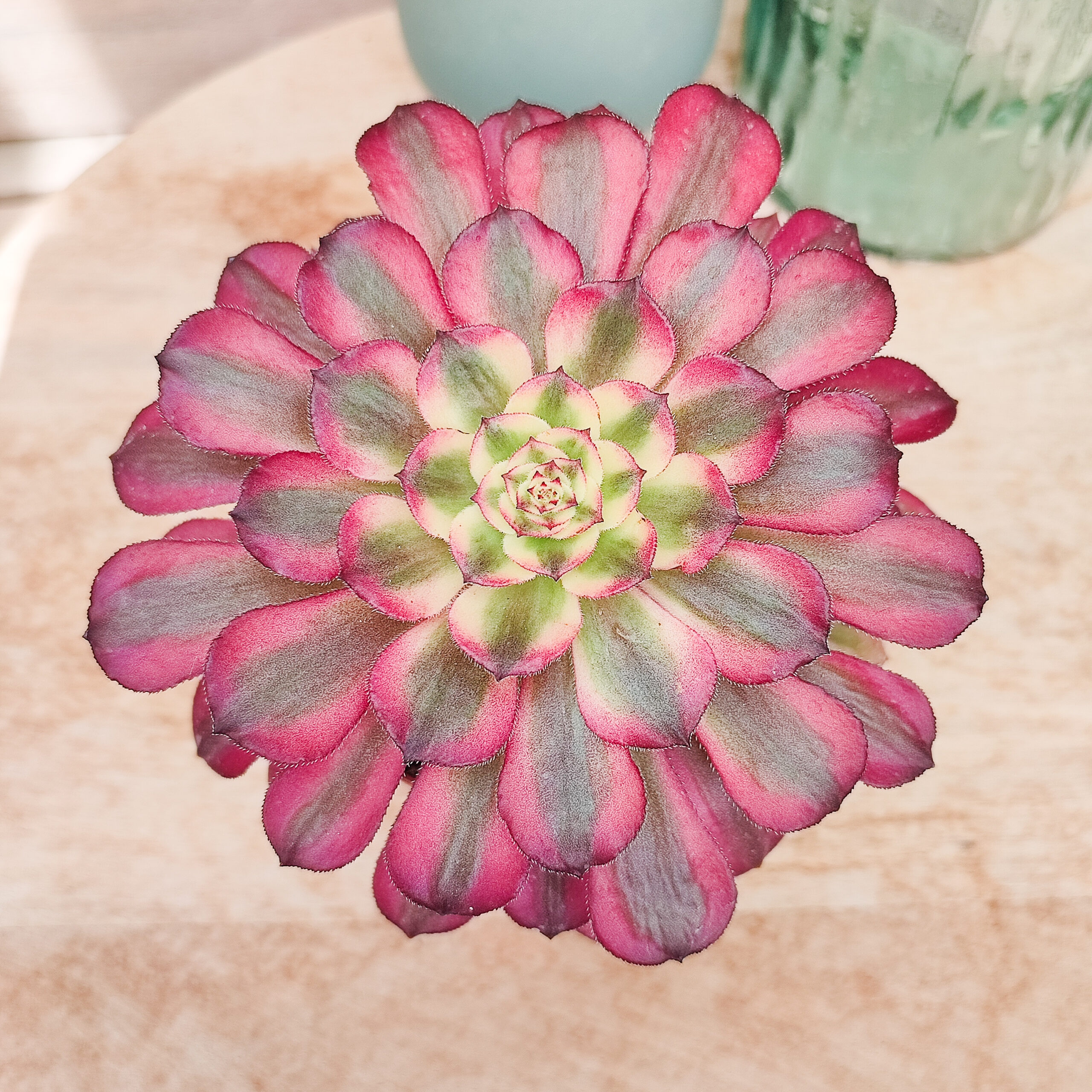 Aeonium 'Mardi gras'