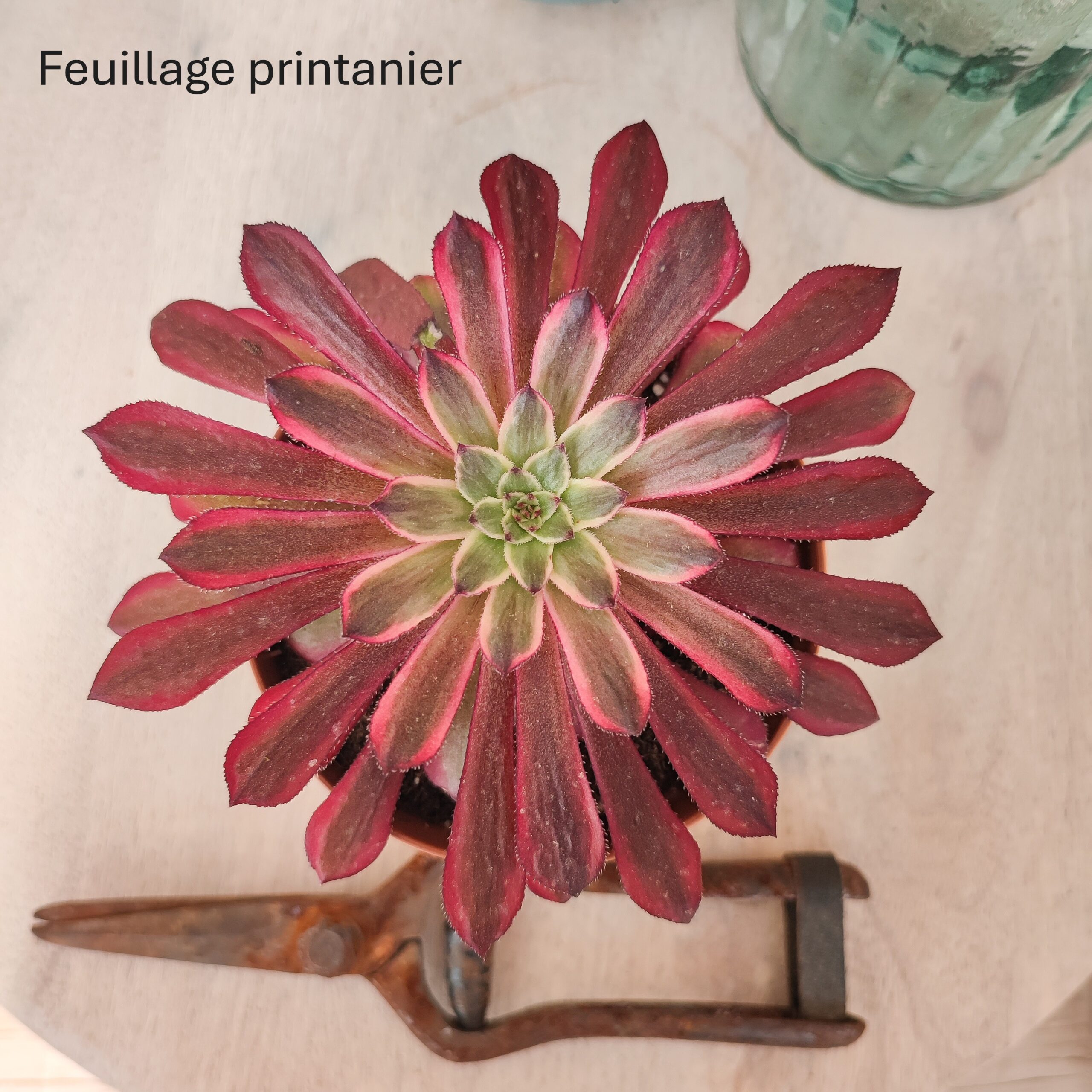 Aeonium 'Mardi gras' – Image 4