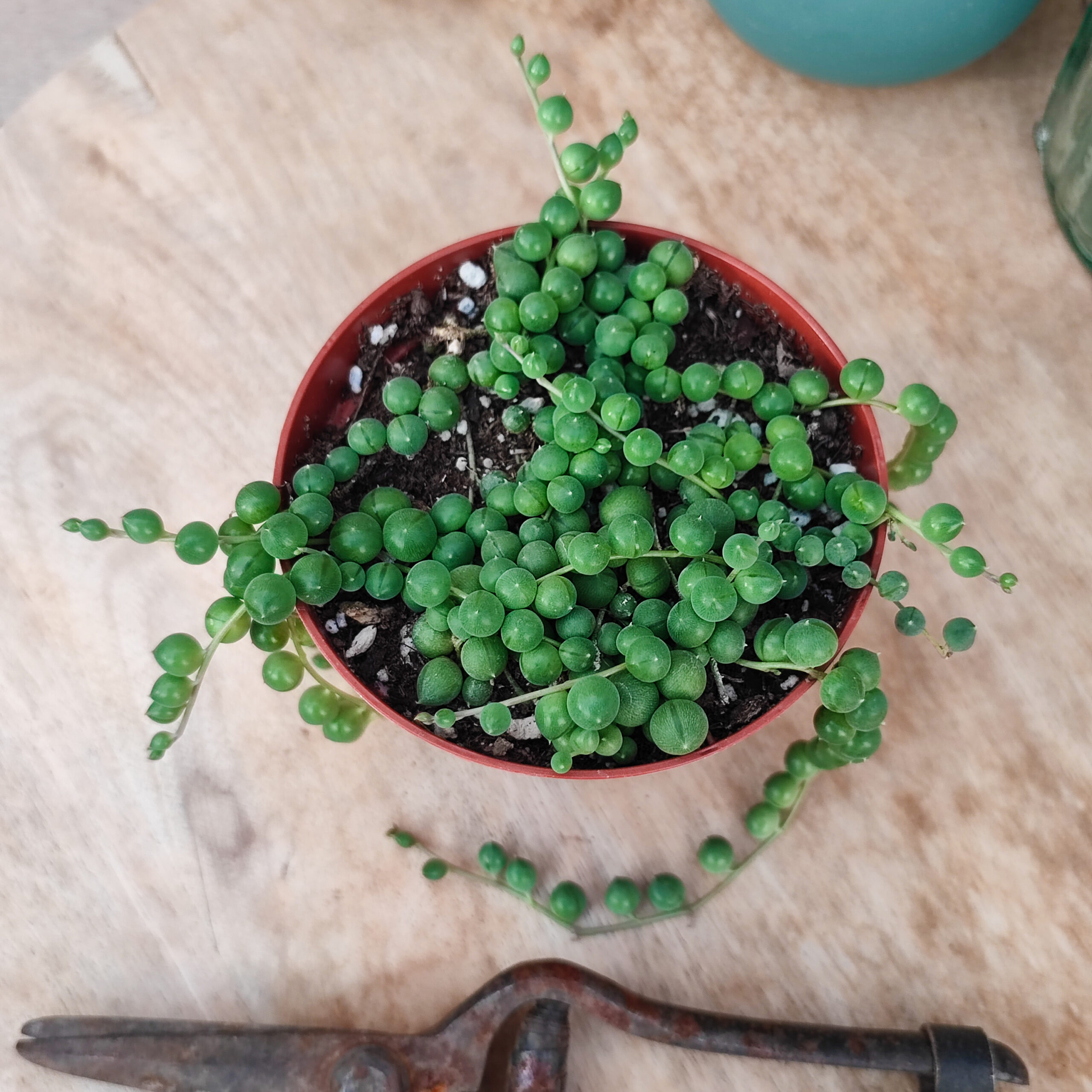 Senecio rowleyanus (=syn Curio rowleyanus) – Image 2